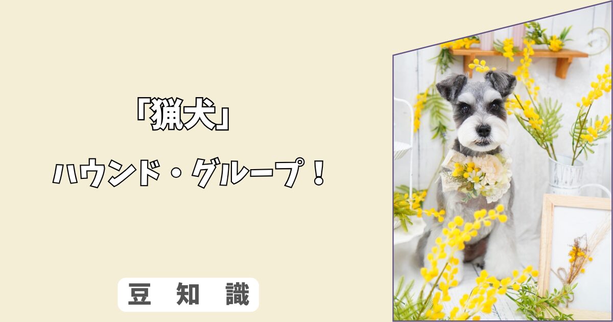 「犬のハウンド・グループとは？」ビーグル〜グレイハウンドの特徴と追跡本能の付き合い方！5/10