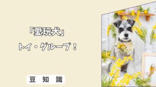 「犬の愛玩犬グループとは？」チワワ〜トイプードルの魅力と分離不安対策！ 7/10