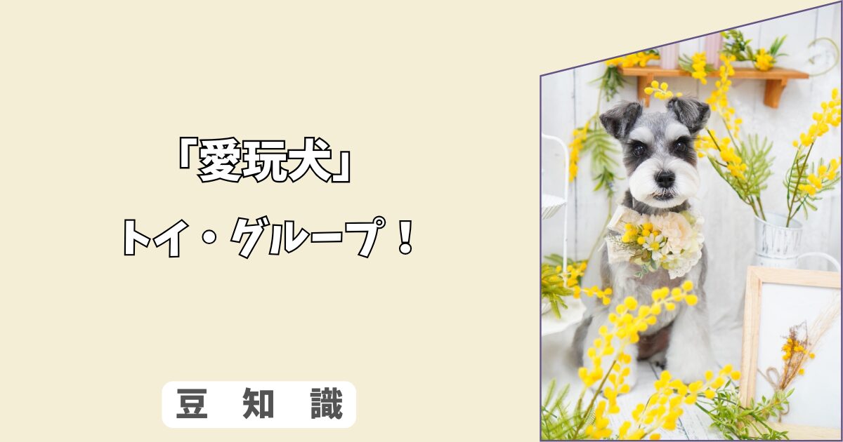 「犬の愛玩犬グループとは？」チワワ〜トイプードルの魅力と分離不安対策！ 7/10