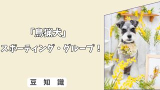 「犬の鳥猟犬グループとは？」レトリーバー〜スパニエルの特徴と回収本能を活かす方法！6/10