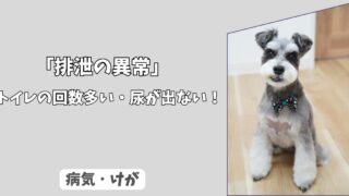 「排泄の異常」わんちゃんのトイレの、回数が多い・尿が出ない！　膀胱炎だけではない緊急の泌尿器疾患！