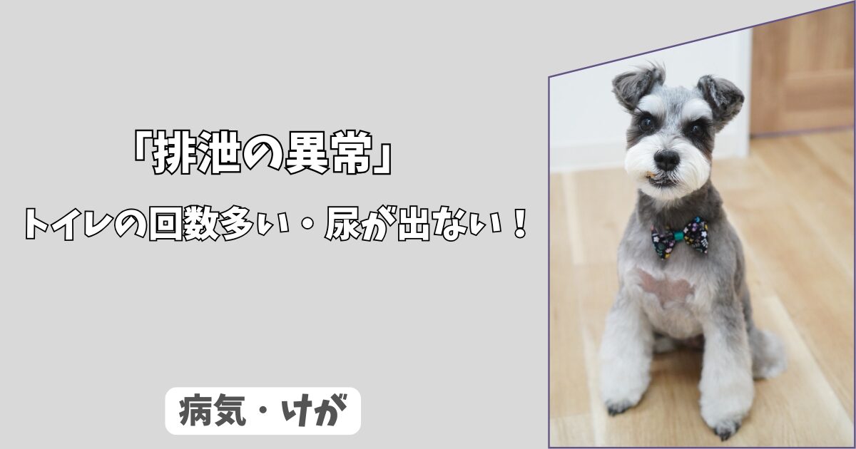 「排泄の異常」わんちゃんのトイレの、回数が多い・尿が出ない！　膀胱炎だけではない緊急の泌尿器疾患！