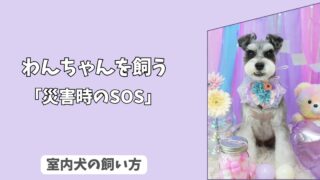 「災害時のSOS」愛犬の＜ケガ・体調不良＞への応急処置ガイド：　持ち運びたい動物用救急セット！