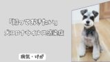 「知っておきたい」犬コロナウイルス感染症（CCV）の全知識：　症状、人への感染リスク、ワクチン、そして家庭でのケア！