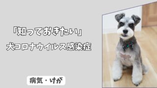 「知っておきたい」犬コロナウイルス感染症（CCV）の全知識：　症状、人への感染リスク、ワクチン、そして家庭でのケア！