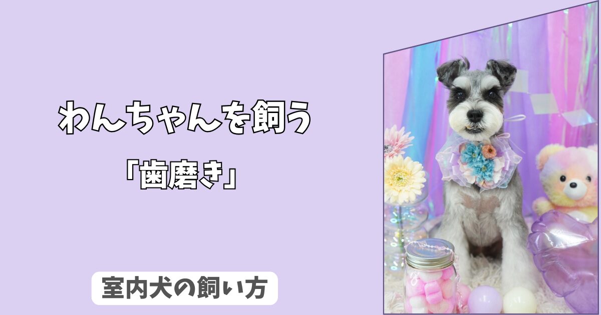「初心者必見」今日からできる！　室内犬の＜歯みがき＞成功ガイド：　嫌がらないための慣らし方と手順！