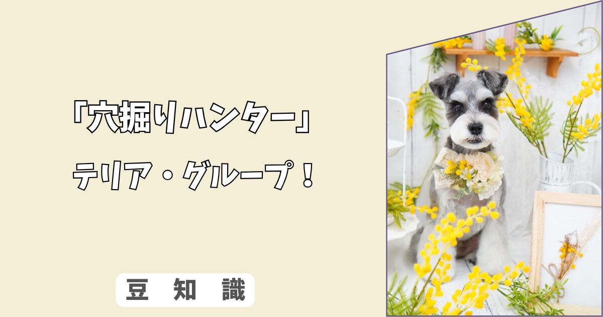 「犬のテリア種とは？」性格・魅力としつけ・運動要求のポイント！ 2/10