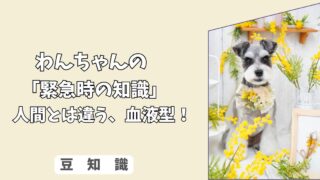 「緊急時の知識」わんちゃんの血液型は、人間とどう違う？＜DEA式＞の基礎知識と、輸血前に知っておきたいこと！