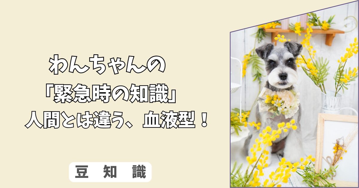 「緊急時の知識」わんちゃんの血液型は、人間とどう違う？＜DEA式＞の基礎知識と、輸血前に知っておきたいこと！