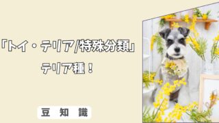 「犬のテリア種とは？」トイテリアなど小型犬の特徴と犬種グループまとめ！ 10/10