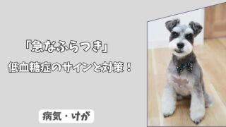 「犬の低血糖症の症状とは？」急なふらつきに注意すべき理由と対策！