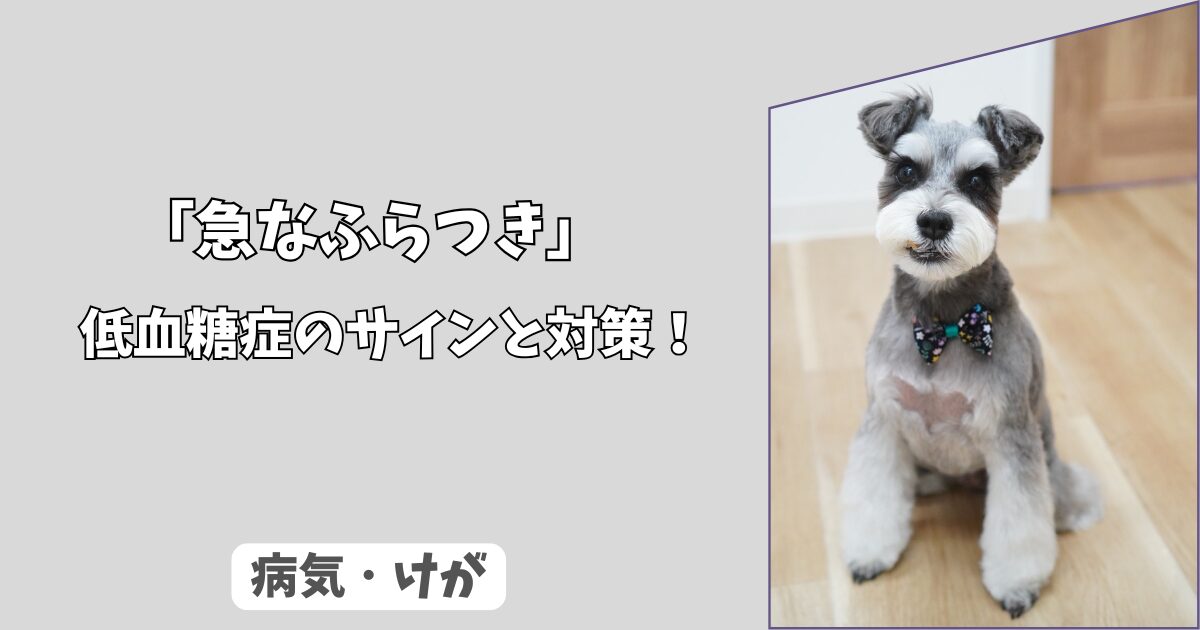 「犬の低血糖症の症状とは？」急なふらつきに注意すべき理由と対策！