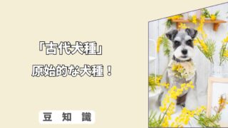 「犬の原始的な犬種とは？」古い犬種のルーツと魅力、接し方ガイド！ 1/10