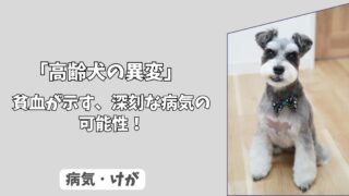 「急な食欲不振・活動量の低下」わんちゃんの＜貧血＞が示す、深刻な病気の可能性！