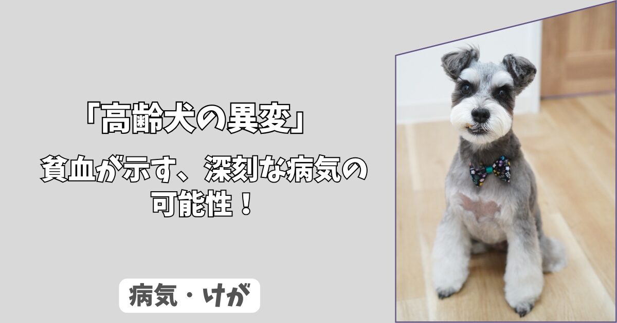 「急な食欲不振・活動量の低下」わんちゃんの＜貧血＞が示す、深刻な病気の可能性！