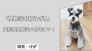 「犬の変形性関節症（OA）を和らげる自宅ケア」サプリと痛みが出にくい散歩法！