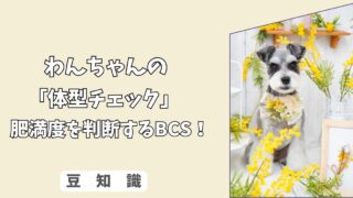 「体型チェック」愛犬の肥満度を判断する　BCS（ボディコンディションスコア）とダイエットの基本！