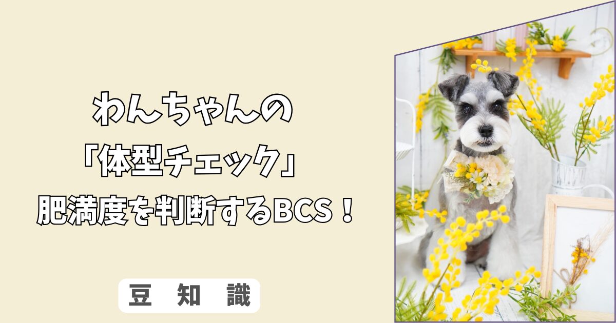 「体型チェック」愛犬の肥満度を判断する　BCS（ボディコンディションスコア）とダイエットの基本！