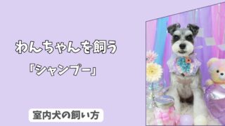 「はじめの一歩」室内犬の＜シャンプー＞を怖がらせない！　手順と準備、ドライヤーの慣らし方ガイド！