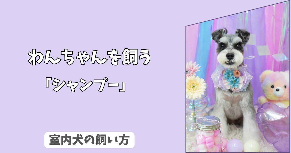 「はじめの一歩」室内犬の＜シャンプー＞を怖がらせない！　手順と準備、ドライヤーの慣らし方ガイド！