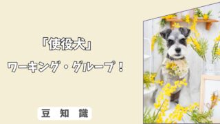 「犬の使役犬（ガード犬）とは？」特徴・魅力と本能に応える付き合い方！ 4/10