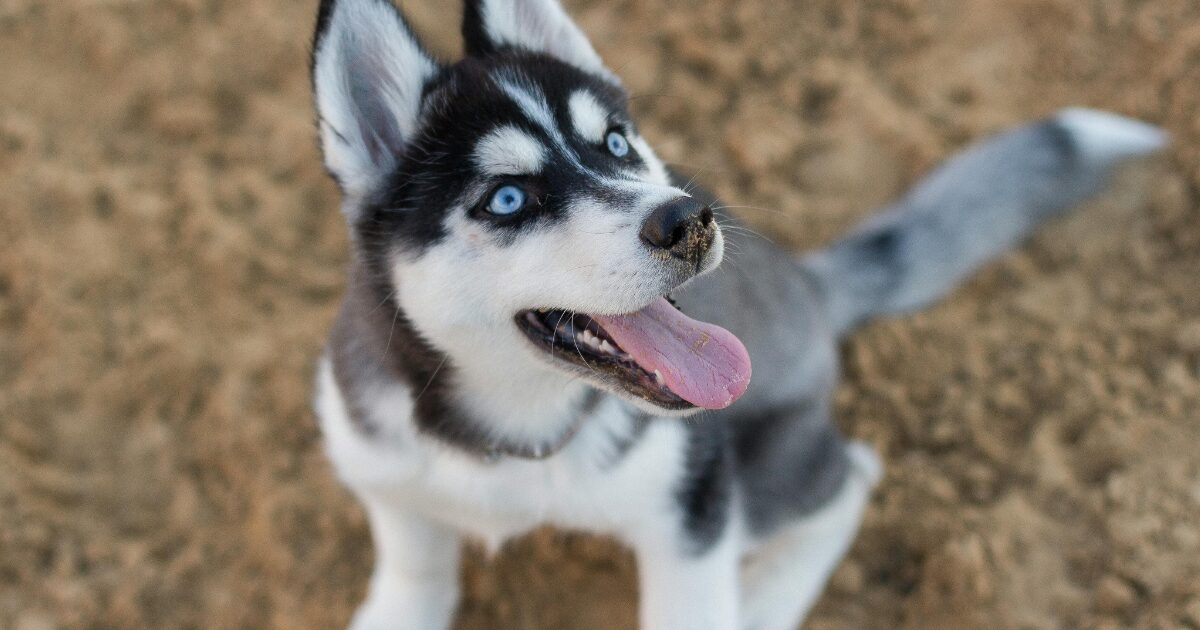 【犬の豆知識ランキング】飼い主が本当に知りたい! 検索されている疑問TOP10! ブルーアイで見つめる犬