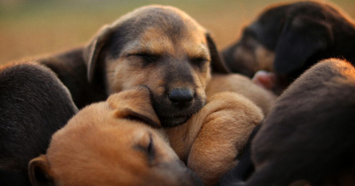 兄弟仲良く寝る犬