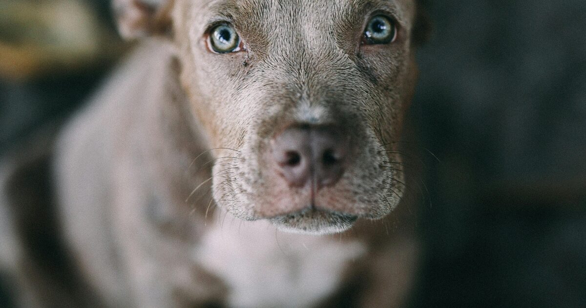 飼い主を見つめる犬