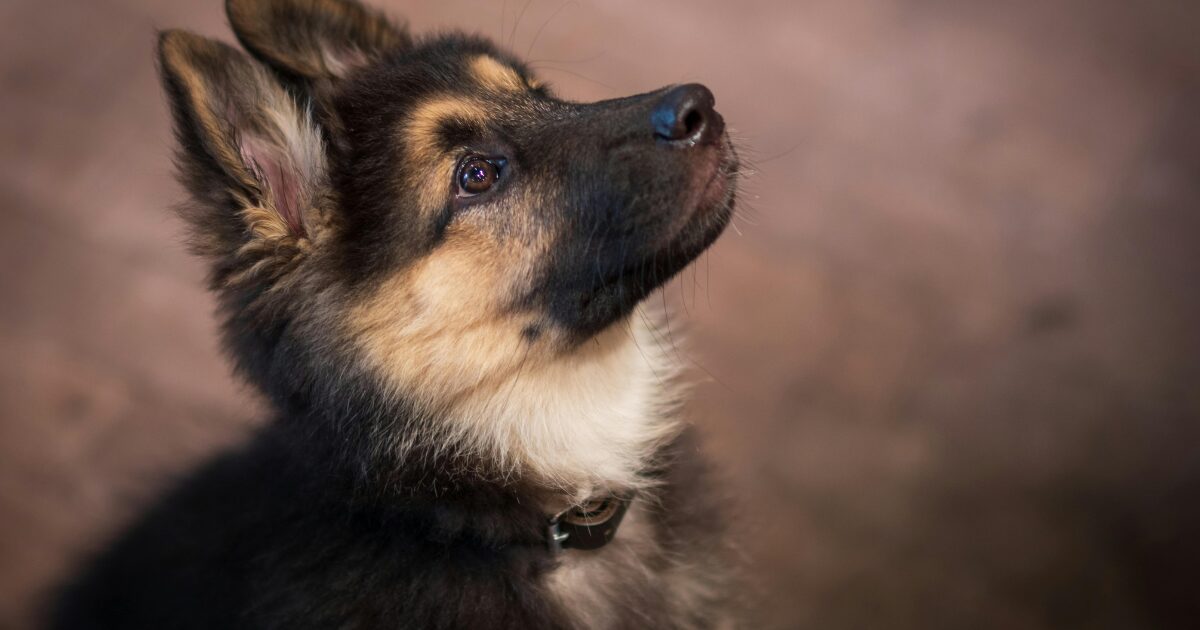トイレで出来たよの顔の犬