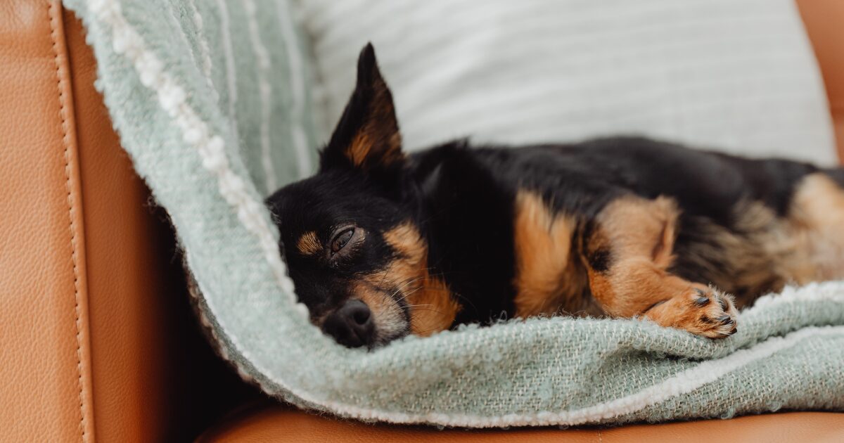 安全な場所で横になる犬