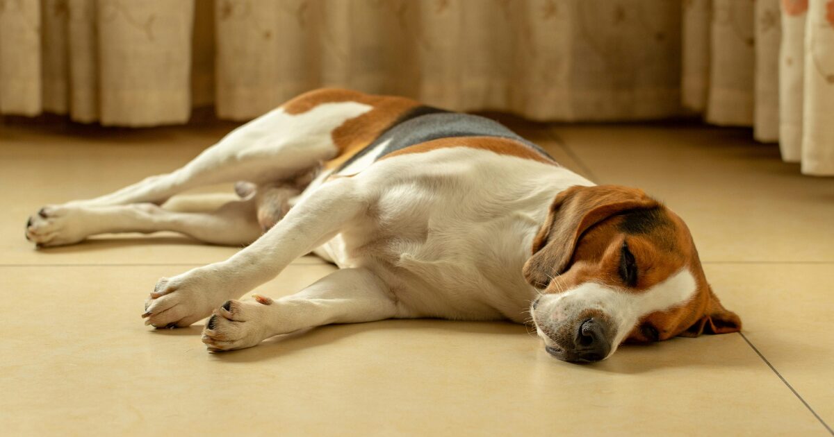 災害時に愛犬を守るしつけとは?避難・同行避難で本当に役立つトレーニング5選 安心出来る場所で寝る犬