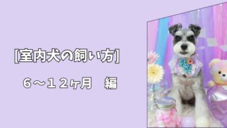 【室内犬の飼い方】成長期に大切な習慣づくり｜6〜12か月編