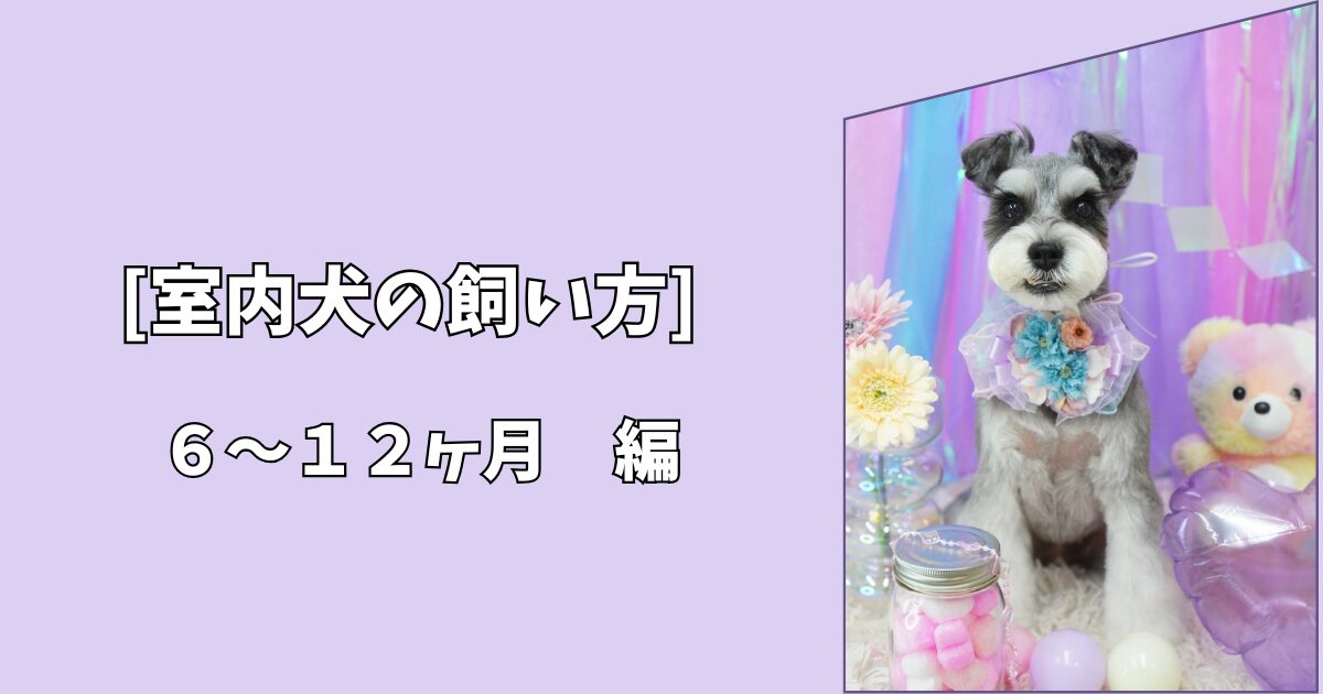 【室内犬の飼い方】成長期に大切な習慣づくり｜6〜12か月編