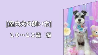 「室内犬の飼い方」シニア期を快適に過ごすための工夫｜10〜12歳編
