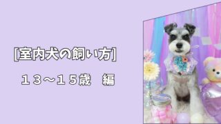 「室内犬の飼い方」超高齢期を穏やかに支える暮らし｜13〜15歳編