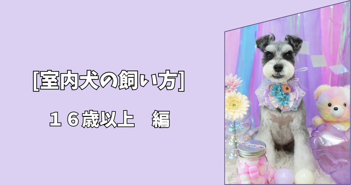 【室内犬の飼い方】最期まで穏やかに寄り添うために｜16歳以上編
