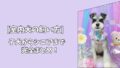 【室内犬の飼い方】年齢別でわかる一生ガイド｜子犬からシニアまで完全まとめ！