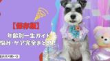 【保存版】室内犬の飼い方｜年齢別一生ガイド：子犬からシニアまで成長に合わせた悩み・ケア完全まとめ！