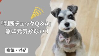 犬が急に元気がない…疲れ？それとも病気？病院に行くべきサインは？【判断チェックQ＆A】