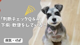 犬が下痢・軟便をしている…放っておいて大丈夫？受診の目安は？【判断チェックQ＆A】