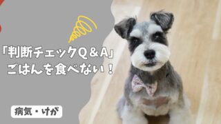 犬がごはんを食べない…様子見していい？病院に行くべき？【判断チェックQ＆A】