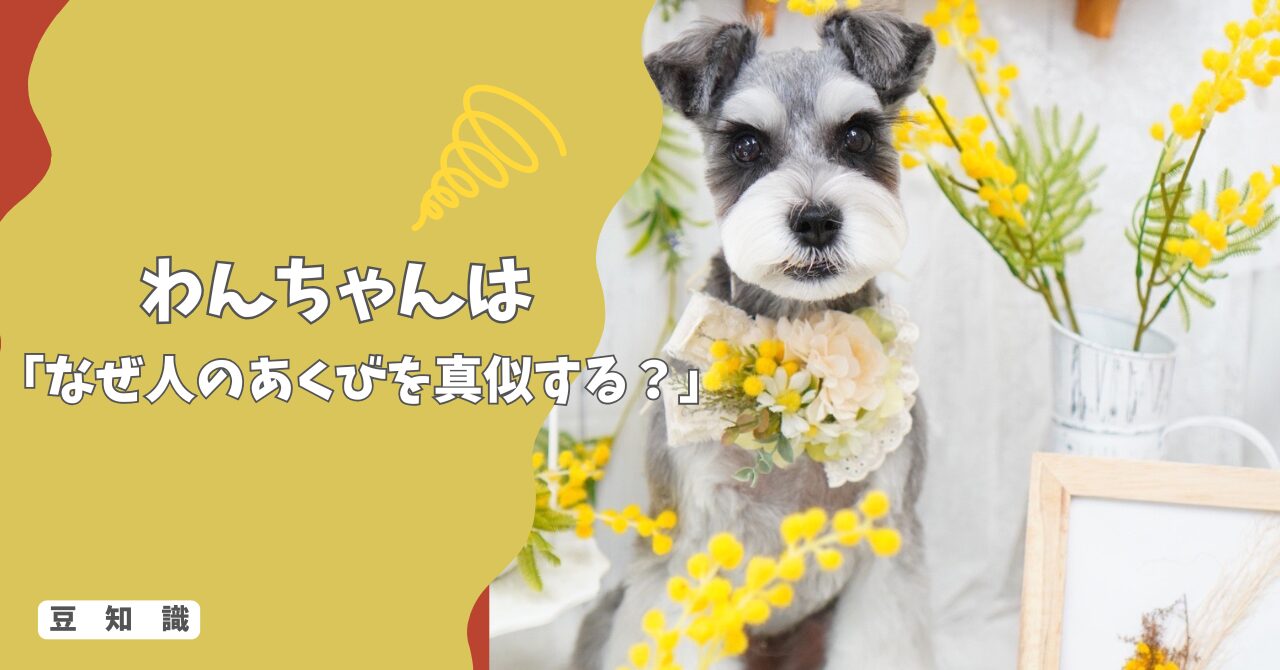 犬はなぜ人のあくびを真似する？“共感”とストレスの意外な関係！