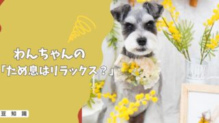 犬の「ため息」はリラックス？それともストレス？音とタイミングで見抜く本当の気持ち！