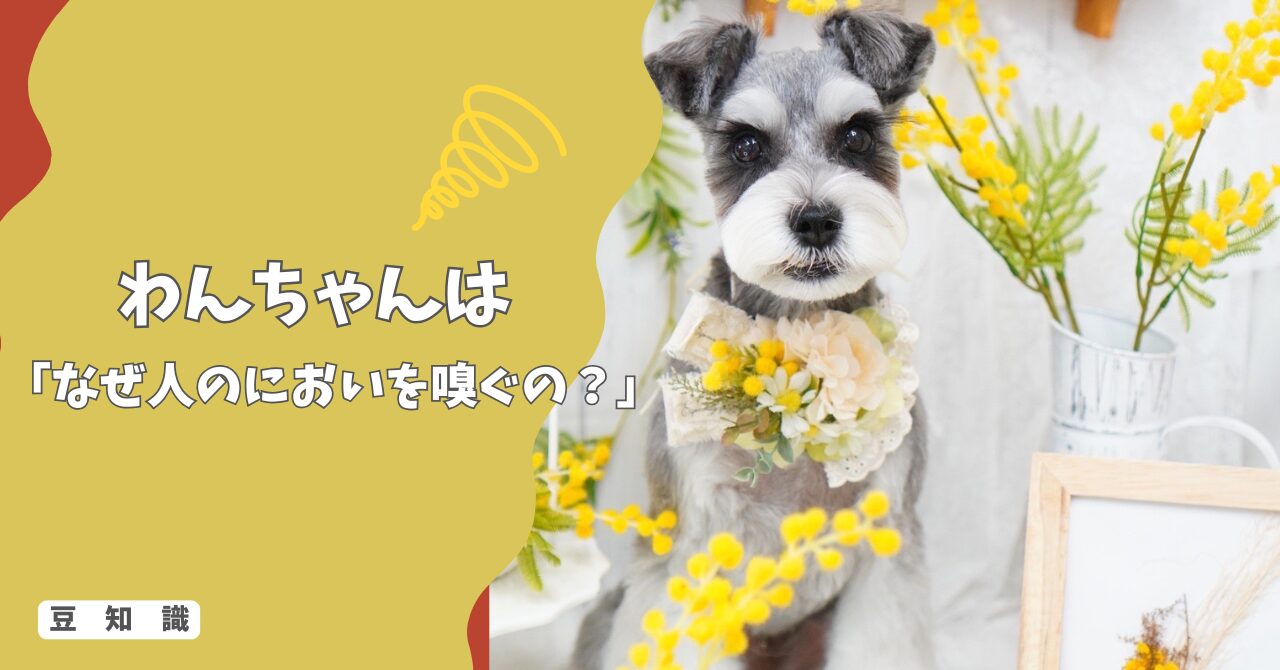 犬はなぜ人の「におい」を嗅ぐの？服・手・足をチェックする本当の理由！