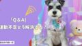 室内犬の「運動不足」どう解消する？散歩・遊び・脳トレの正解！【Q＆A】