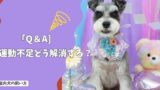 室内犬の「運動不足」どう解消する？散歩・遊び・脳トレの正解！【Q＆A】