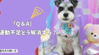 室内犬の「運動不足」どう解消する？散歩・遊び・脳トレの正解！【Q＆A】
