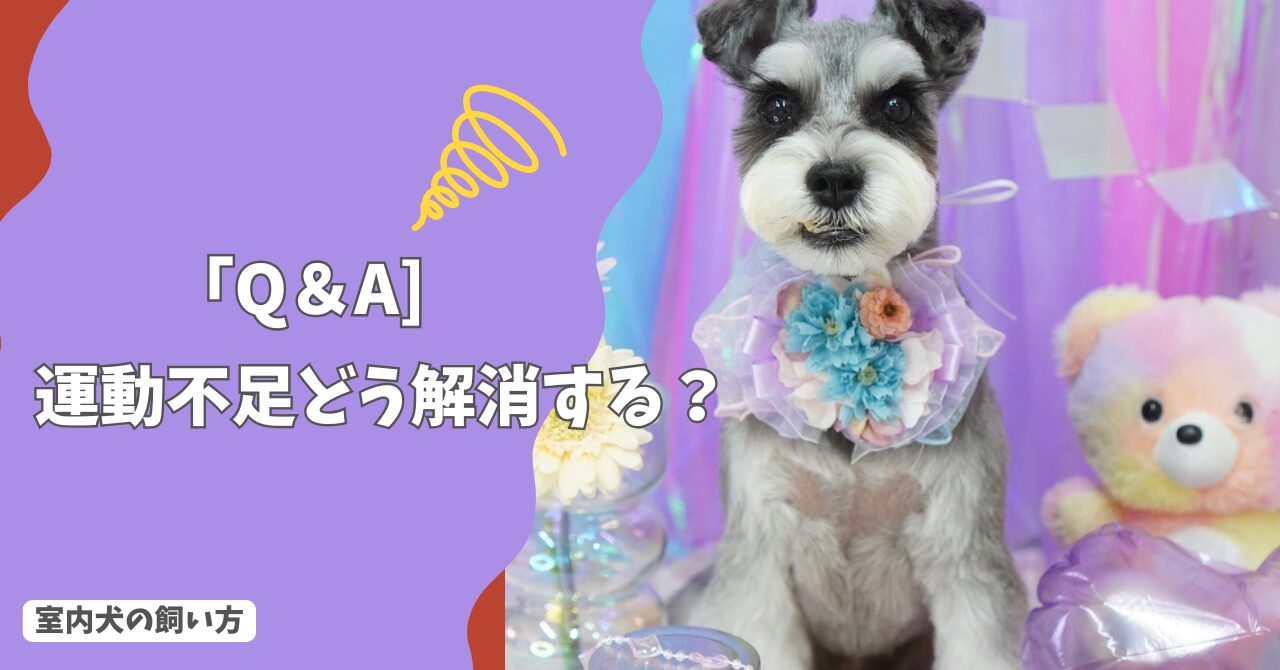 室内犬の「運動不足」どう解消する？散歩・遊び・脳トレの正解！【Q＆A】