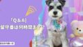室内犬の「留守番」は何時間まで？不安・いたずらを防ぐ準備と工夫！【Q＆A】