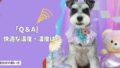室内犬の「快適な温度・湿度」は?季節ごとの正解と失敗しない管理法!【Q&A】 室内犬の「快適な温度・湿度」は?季節ごとの正解と失敗しない管理法!【Q&A】